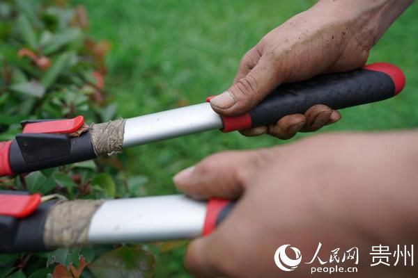 种树|周贞华：从挖煤到种树 从这双手发现守护绿色的秘密