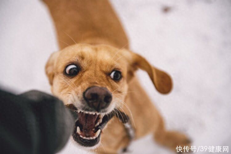 癌症患者吃“狗药”，三个月后肿瘤消失！ “狗药”究竟是药是毒？2023