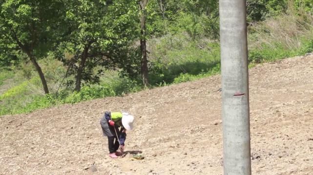  李子|她用3年时间爆改老宅，把荒地变花海：原来除了李子柒，我们还有另一种田园牧歌