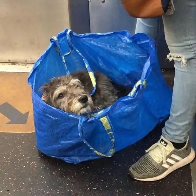  乘坐|美国人怎么喜欢带着宠物猫狗乘坐地铁？爱猫狗人士慎点