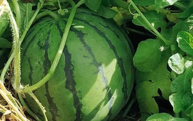  完别|三伏天，西瓜没吃完别放冰箱！