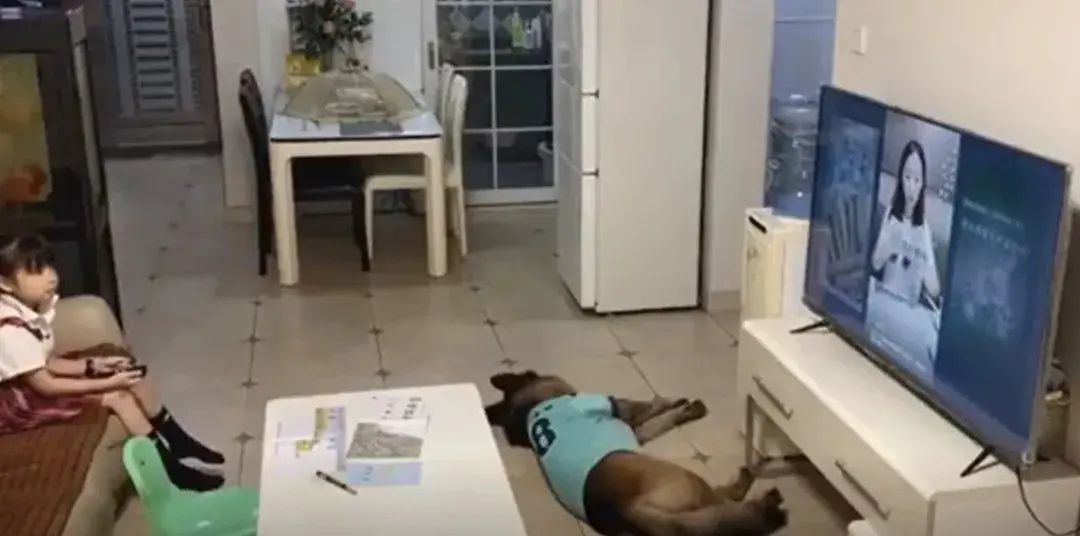 妈妈|妈妈不在家，狗子和小主人竟然合谋干出这种事