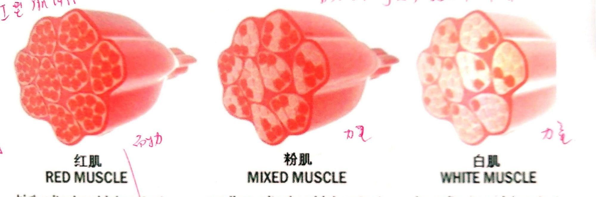  击穿|训练技巧进阶｜击穿训练：助你快速突破减肥平台期和力量停滞期