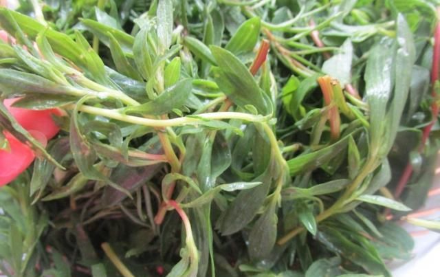  清香|没想到夏天这馅的饺子真好吃，清香鲜美，皮薄馅大，出锅连吃30个