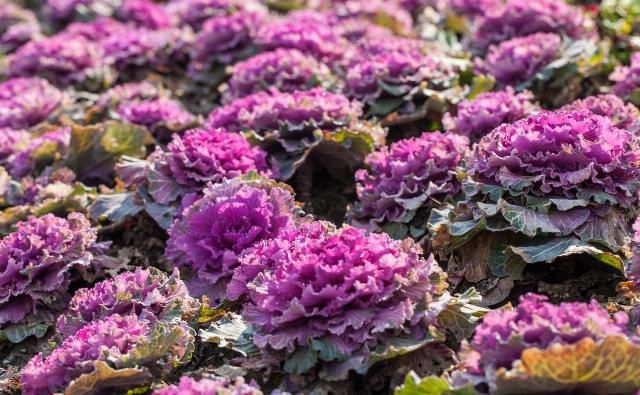 运势|7月10号后,运势如虹,喜事成双,天天开口笑的生肖