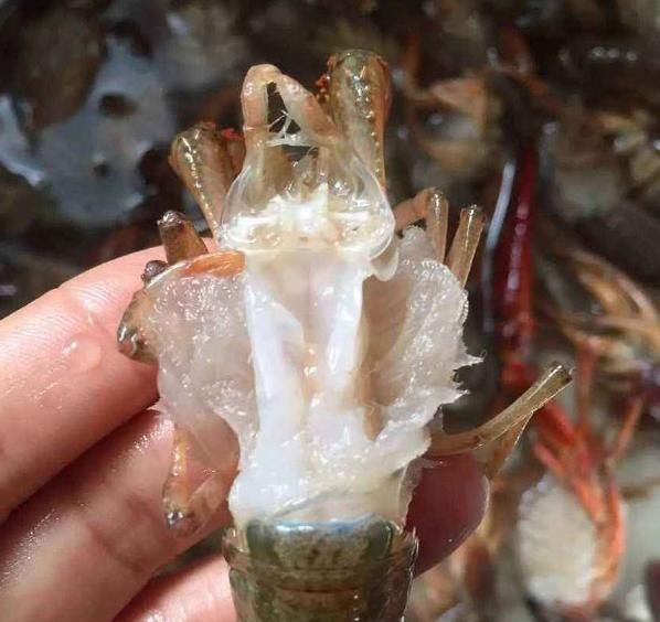 年老|处理大虾，虾线到底挑不挑？30年老渔民教你正确吃法，别再错了
