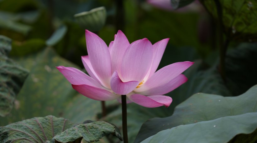  四大|8月开始运势一路走高，财运朽木逢春，富贵来袭的四大属相