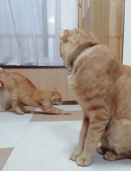  猫咪|只为开猫咪咖啡馆，女子日均开销不到15元，34岁前买下3栋楼！