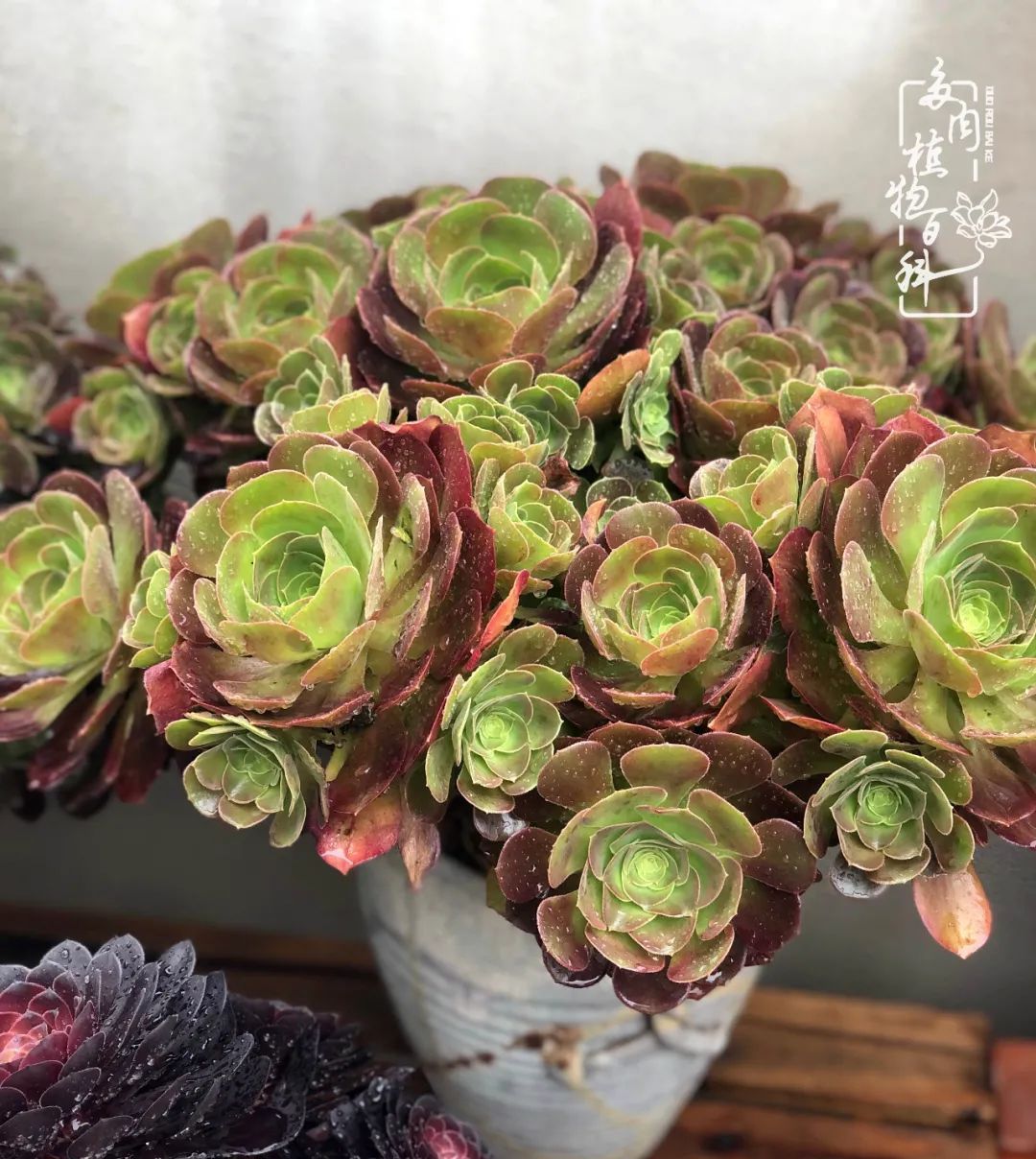  遇上|遇上多肉，遇上美好，情不知所起，一往而深！