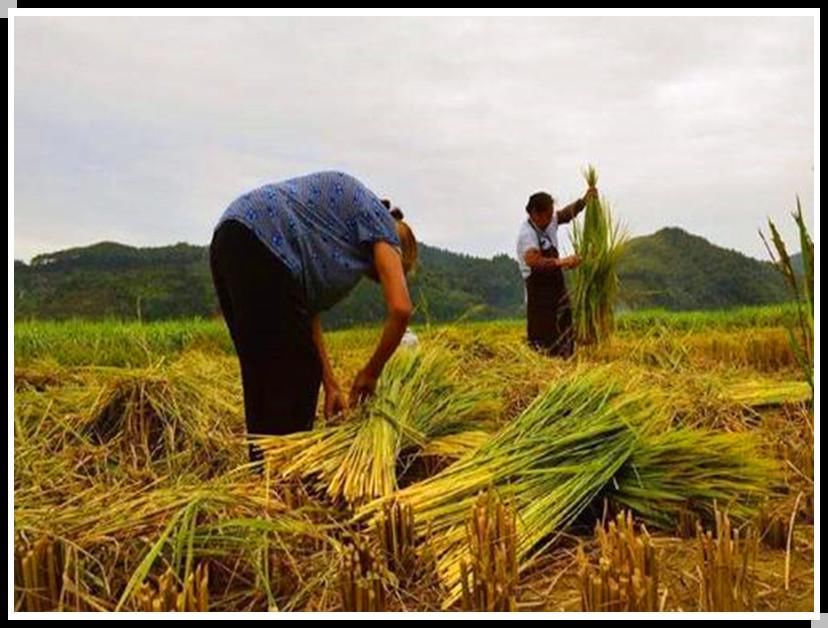 偷盗|一个天生聋哑的农村男人，一生浓缩为三件事：吃睡、干活、偷盗！