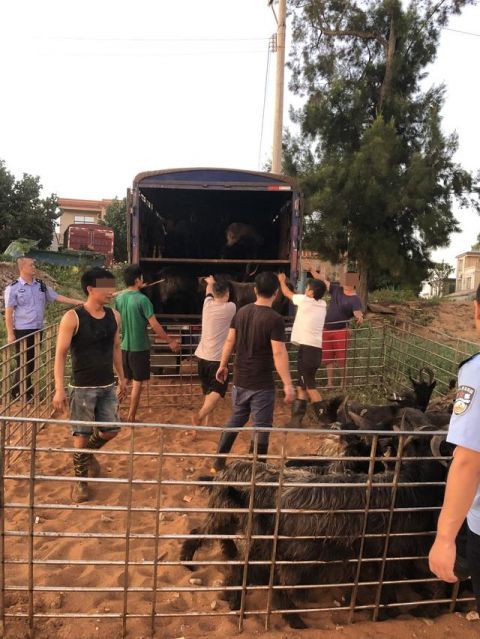  违规|凌晨发现异常快艇 警方截获216只未经检验检疫违规入岛活羊