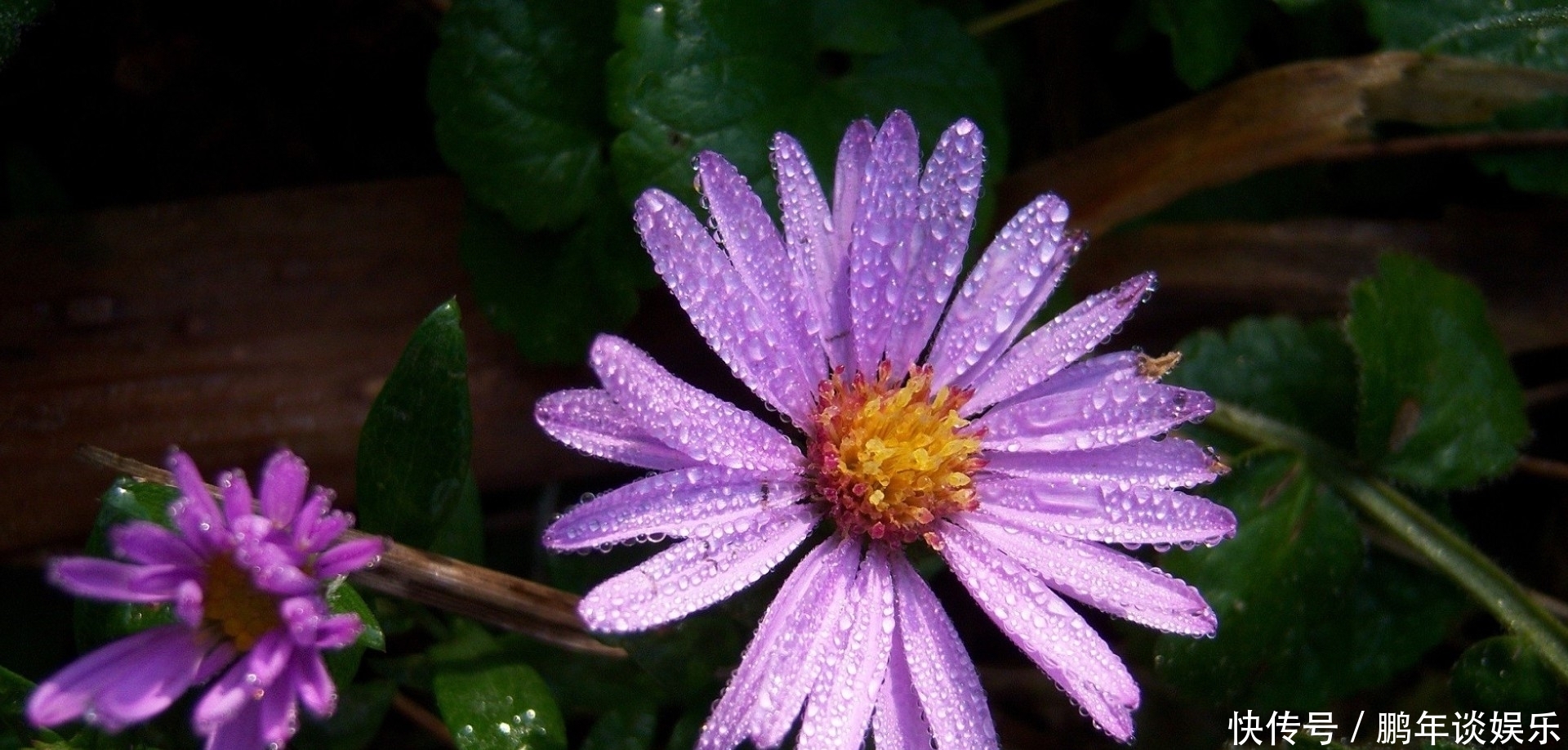  星座|近十五天，初见心动，桃花盛开，喜遇良人，永结同心的三大星座