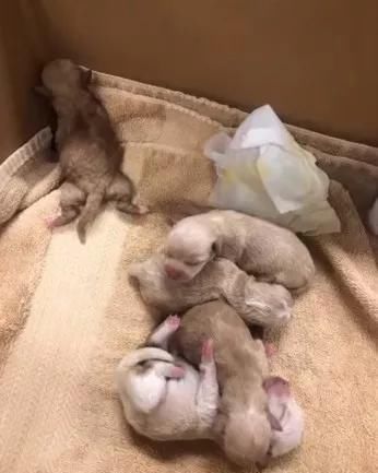  上海|上海首例！遗弃宠物犬被公安机关处罚！如果不爱请别养