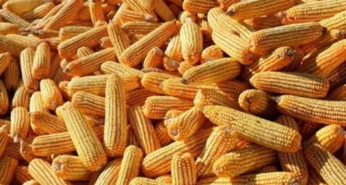 功效|多食粗粮有益身体健康,你知道玉米的这些医学功效吗?