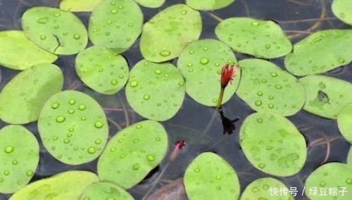  此种|此种野菜是天然“降火菜”，秋季吃最适合，错过要等一年