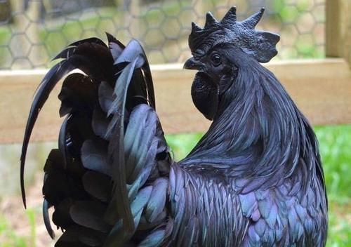 鸡界|600万一只的鸡,堪称鸡界的劳斯莱斯,鸡蛋都是黑色的!