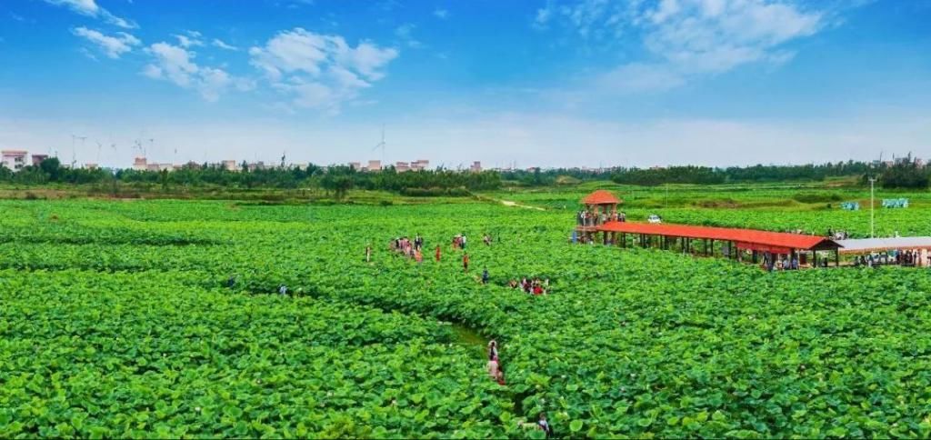  湛江市坡头区摄影协|映日荷花醉「乾塘」