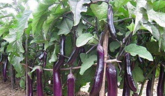  油腻|炒茄子总吸油？多加一步，不油腻、不发黑，很实用的技巧！