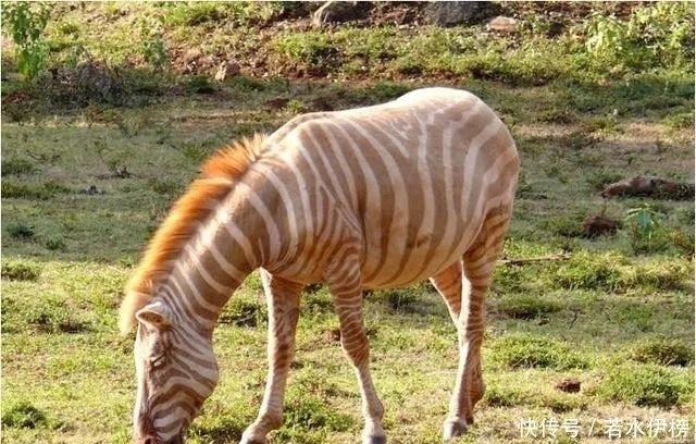  震撼|26张“活久见”的震撼图片，每一张都来之不易