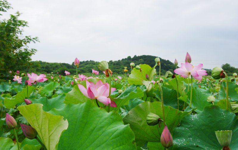 双鱼座一定|未来一个月,好运此起彼伏的4大星座,财源广进,家丁财旺