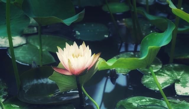 上市|它是“水中宝”,正值上市季,3块1斤,营养高,秋天一过就少了