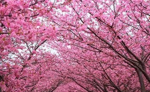  回归|在9月内，喜鹊疯狂叫，月老灵签上上签，旧爱有望回归的四大生肖