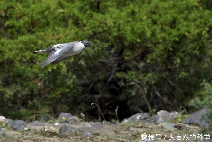  食物|北极猫头鹰它们居无定所, 这完全由食物的数量来决定