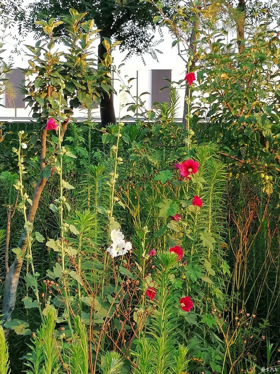 蜀葵|盛夏赏蜀葵，观花心情爽！