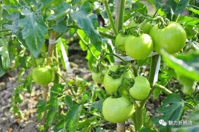  诗意|你与李子柒的诗意生活，只差一个“慈王农庄”！