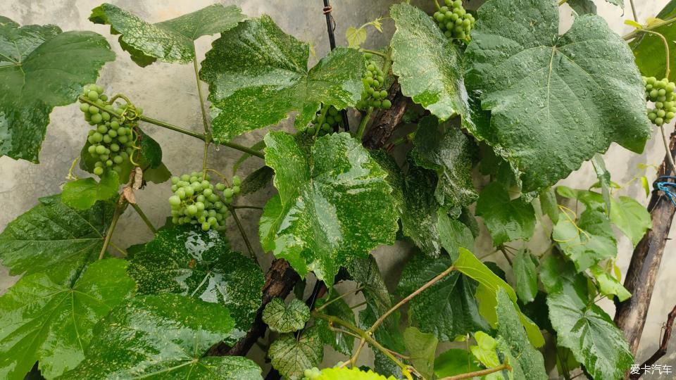 干干净净|老家兄弟结婚，大汉来当录像车！