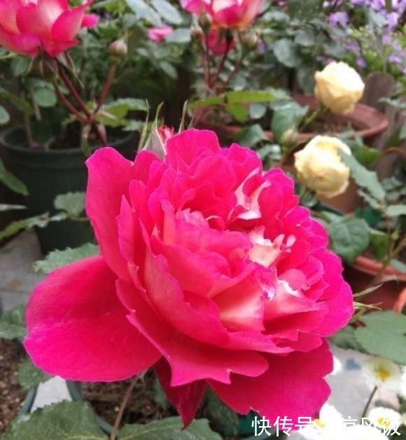 盆里|月季花立秋前夕,剪剪残枝条,盆里撒点肥料,秋天还能开一茬