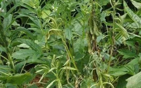  芝麻|芝麻病虫草害防治技术！简单实用！！