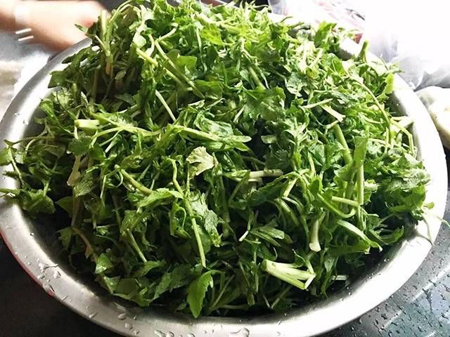 戒掉|野菜中的报春菜,气味迷人容易辨别特鲜,吃过的人都难“戒掉”!