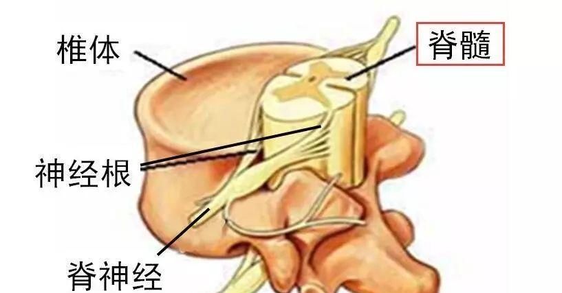  神经|老年人走走停停，走不了远路是为什么？可能是神经通道“堵”了！