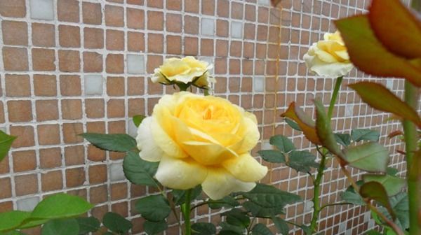  属蛇的女人|命里有金的三大生肖女，会理财投资，能赚更多钱，一辈子不缺钱