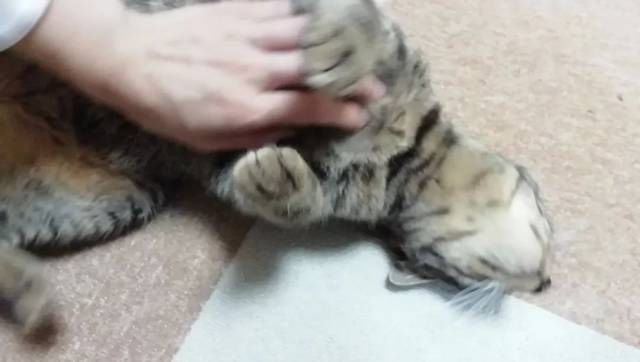  猫咪|只为开猫咪咖啡馆，女子日均开销不到15元，34岁前买下3栋楼！