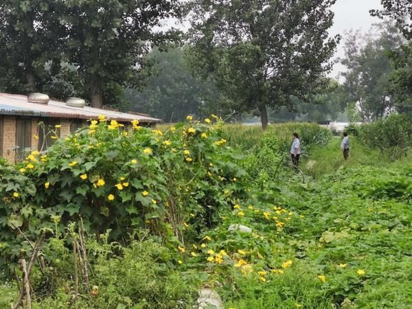  法院|送达文书时被袭！原阳法院工作人员被“抓钩”砸头，嫌疑人潜逃一天后自首