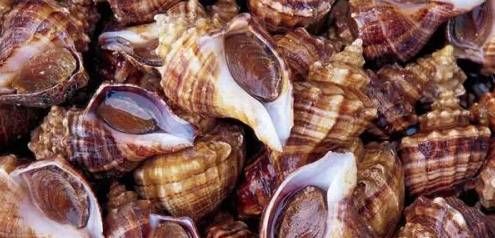 今日|今日开海!这84种海鲜,你都认识吗?你真的会吃海鲜吗?