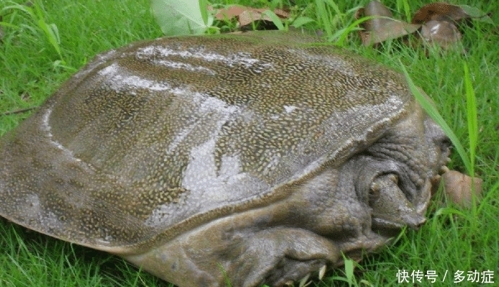  野鸡|俗语“上山甲鱼莫抓，下山野鸡不追”是啥道理？为何甲鱼要上山？