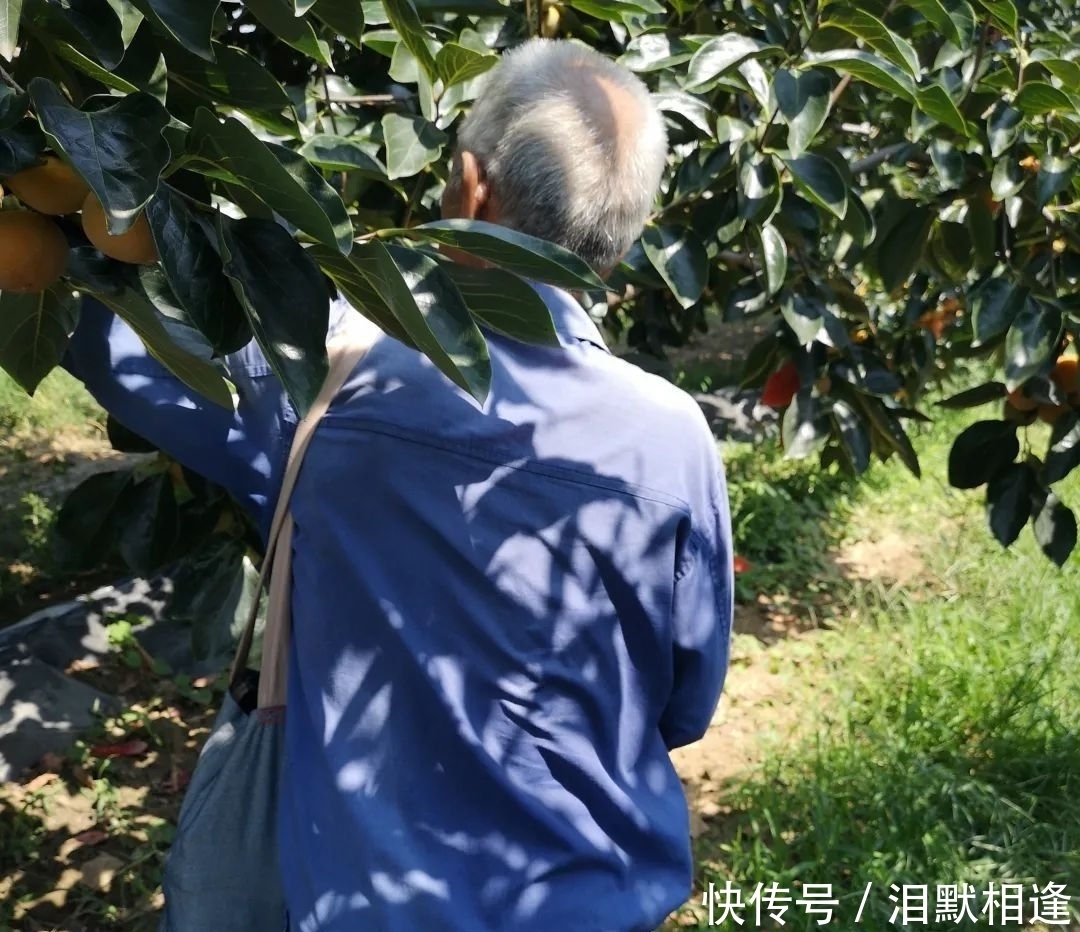 守候|爷爷种的火晶柿子，方圆数十里都是柿子香，而今只有老奶奶守候！