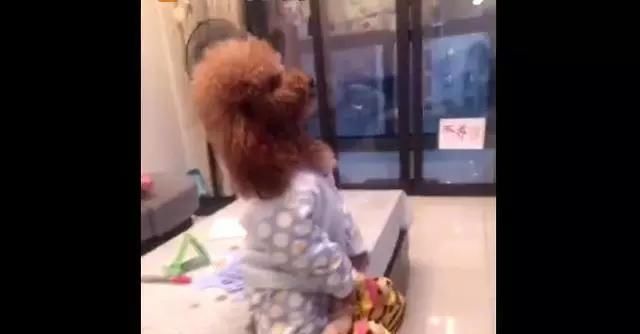  回家|主人回家晚了, 泰迪宝宝生气不理人, 最后让主人笑喷了