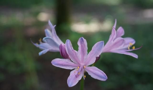  石蒜|申城公园石蒜花“乘风破浪”后，绽开笑颜进入花期
