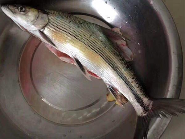 经完全消失|曾经的“长江一霸”,如今却无奈出国,到别国“求生存”