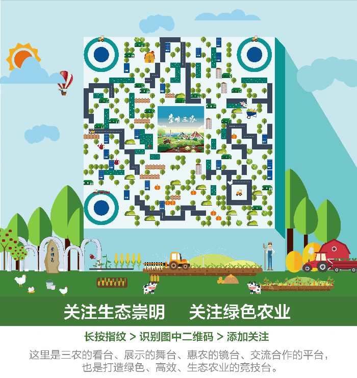 生姜|记忆中的崇明美味——地生姜