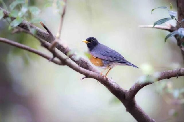  中国|高黎贡山 | 中国五星级观鸟胜地，你知道吗？