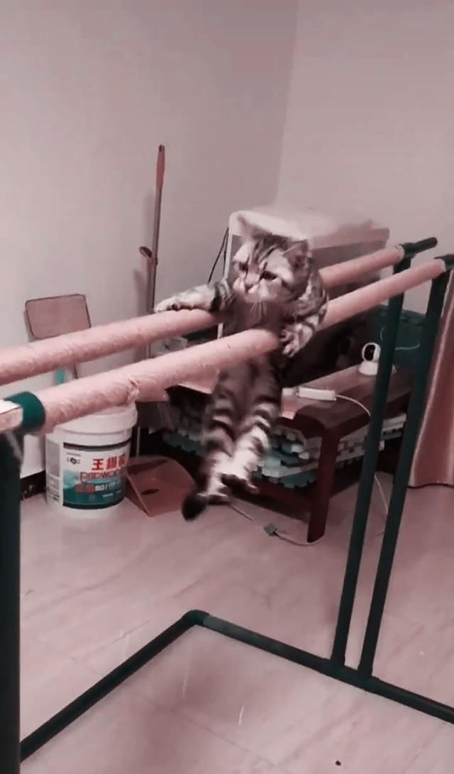 引发|铲屎官帮猫咪减肥的方法,引发众多网友争议,你怎么看?