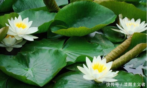 分享|美句分享:不要赌天意,不要猜人心,天意你赌不起,人心你猜不透