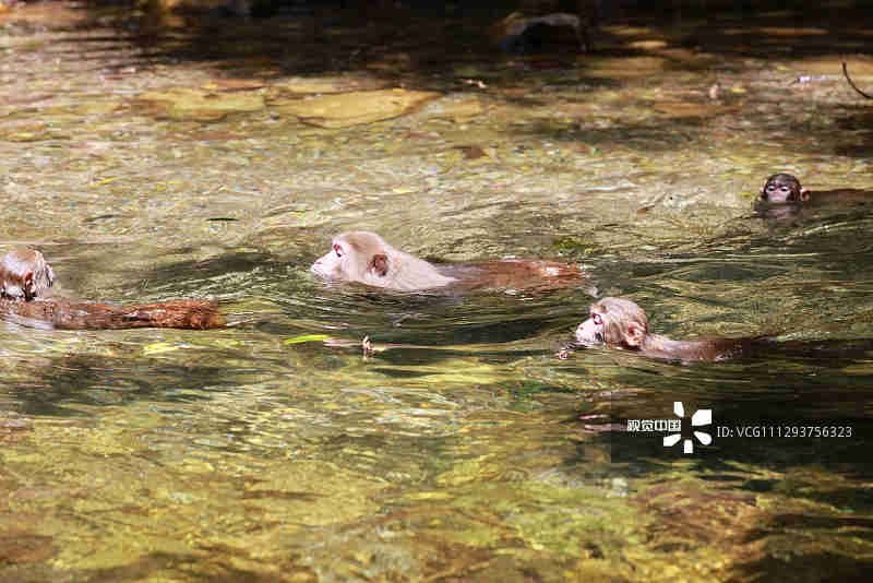 高温|张家界:高温持续 猕猴戏水觅清凉