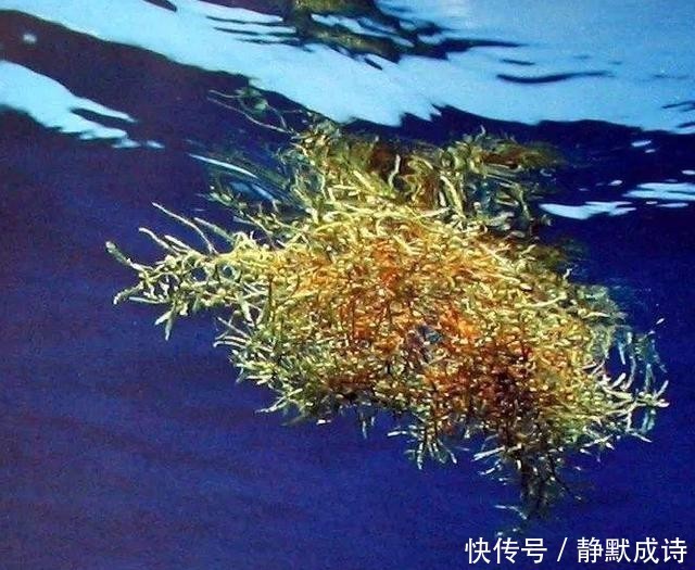  透明度|全球最“离奇”的海域，海水透明度达72米，却被称为海上坟地