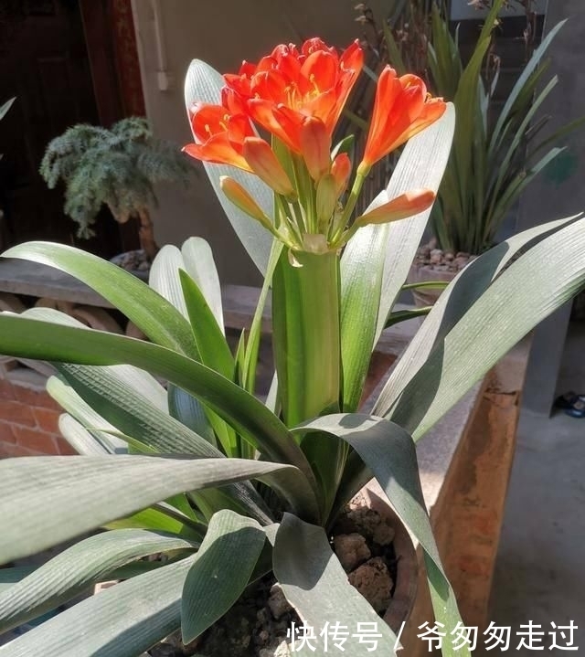 大哥|农村大哥,专门挖这种土养花,不花钱开花真旺!